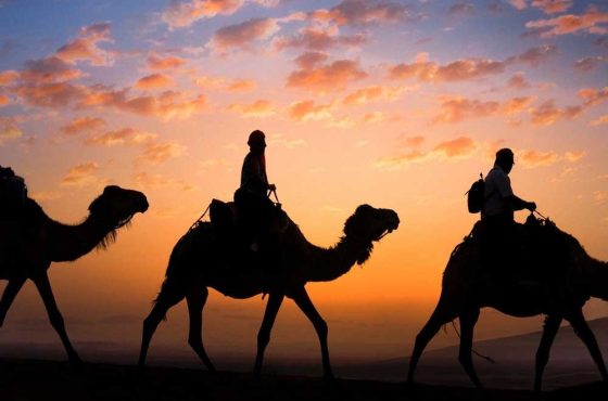 Camels at sunset in Agafay Trought High Atlas Mountains