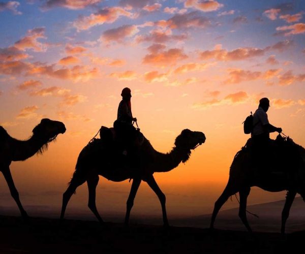 Camels at sunset in Agafay Trought High Atlas Mountains